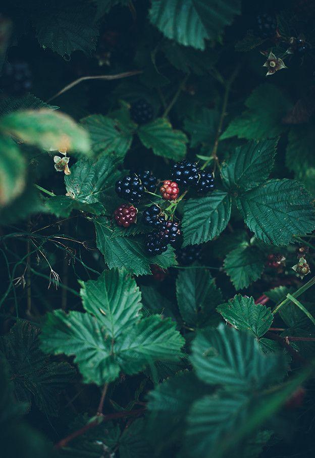 Rustic Berries: Freshness in Every Basket